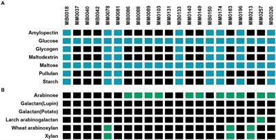 Unveiling metabolic pathways of selected plant-derived glycans by Bifidobacterium pseudocatenulatum